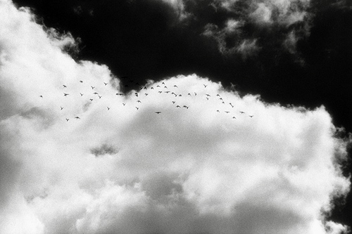 ir_voegel
